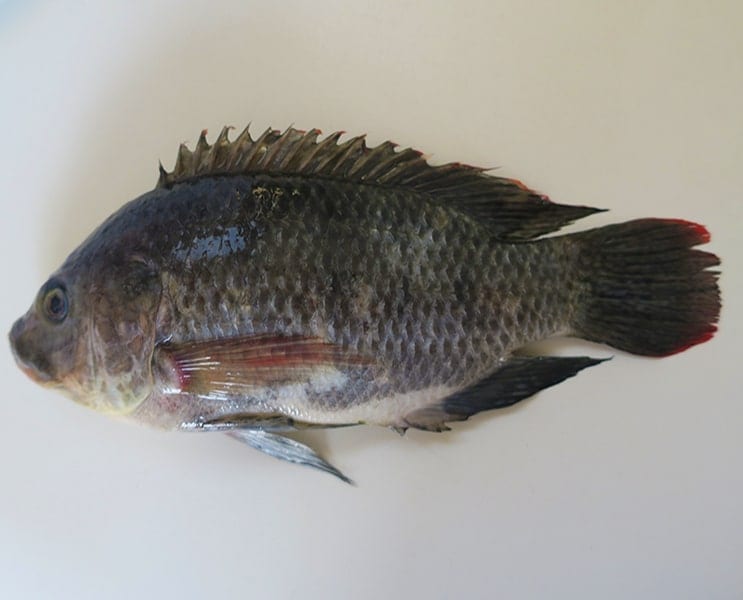 Mozambique Tilapia