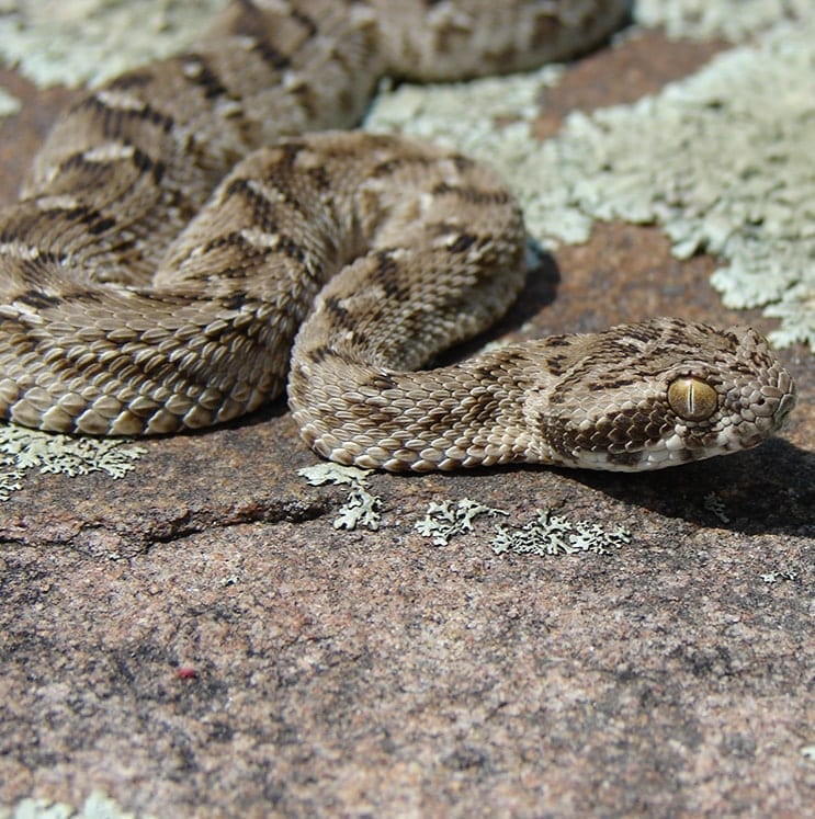 Saw-scaled viper, Venomous, Middle East, Africa