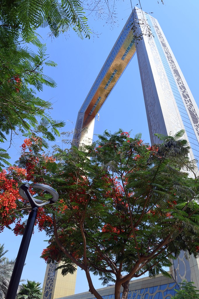 Over 200,000 trees planted in Dubai in 3 years